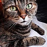 Le Chat a rejoint le concours — aidez-le/la à gagner de superbes lots ! animal, blanket, cat, close_up, cozy, cute, domestic_cat, eyes, face, feline, fur, green_eyes, indoor, paw, pet, relaxed, resting, striped, tabby, whiskers
