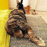 Pinou participe au concours pour gagner de l'argent avec cette photo :