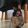 Pinou participe au concours pour gagner de l'argent avec cette photo :