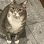 cat, tabby, white_paws, white_chest, sitting, floor, tile, curious, pet, domestic_animal, whiskers, ears, indoor, animal, looking_up, feline, cute, attention, household, companion