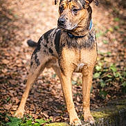 Aïko a rejoint le concours — aidez-le/la à gagner de superbes lots ! dog, merle_coat, animal, pet, outdoor, nature, moss, leaf_litter, alert, standing, collar, canine, forest_floor, photography, portrait, brown, black, tan, side_view, daylight