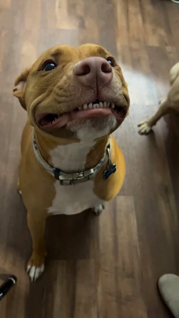 Gizmo is registered to the contest to win money with this photo: ancient_dog_breeds, canidae, carnivore, companion_dog, dog, dog_breed, flooring, liver, non_sporting_group, sporting_group, terrestrial_animal, whiskers, working_animal, working_dog, wrinkle