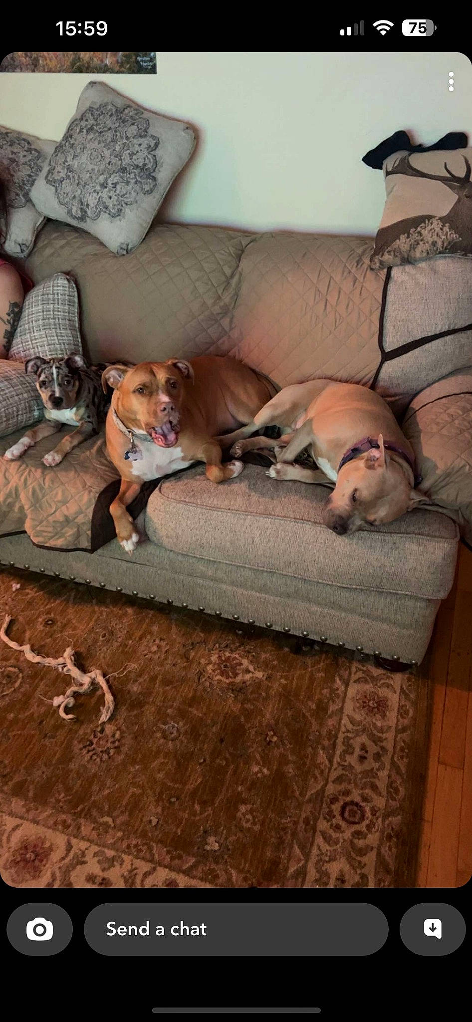 Gizmo is registered to the contest to win money with this photo: brown, canidae, carnivore, comfort, companion_dog, couch, dog, dog_breed, dog_supply, fawn, flooring, hardwood, liver, living_room, pillow, room, sleeper_chair, sporting_group, wood, working_animal