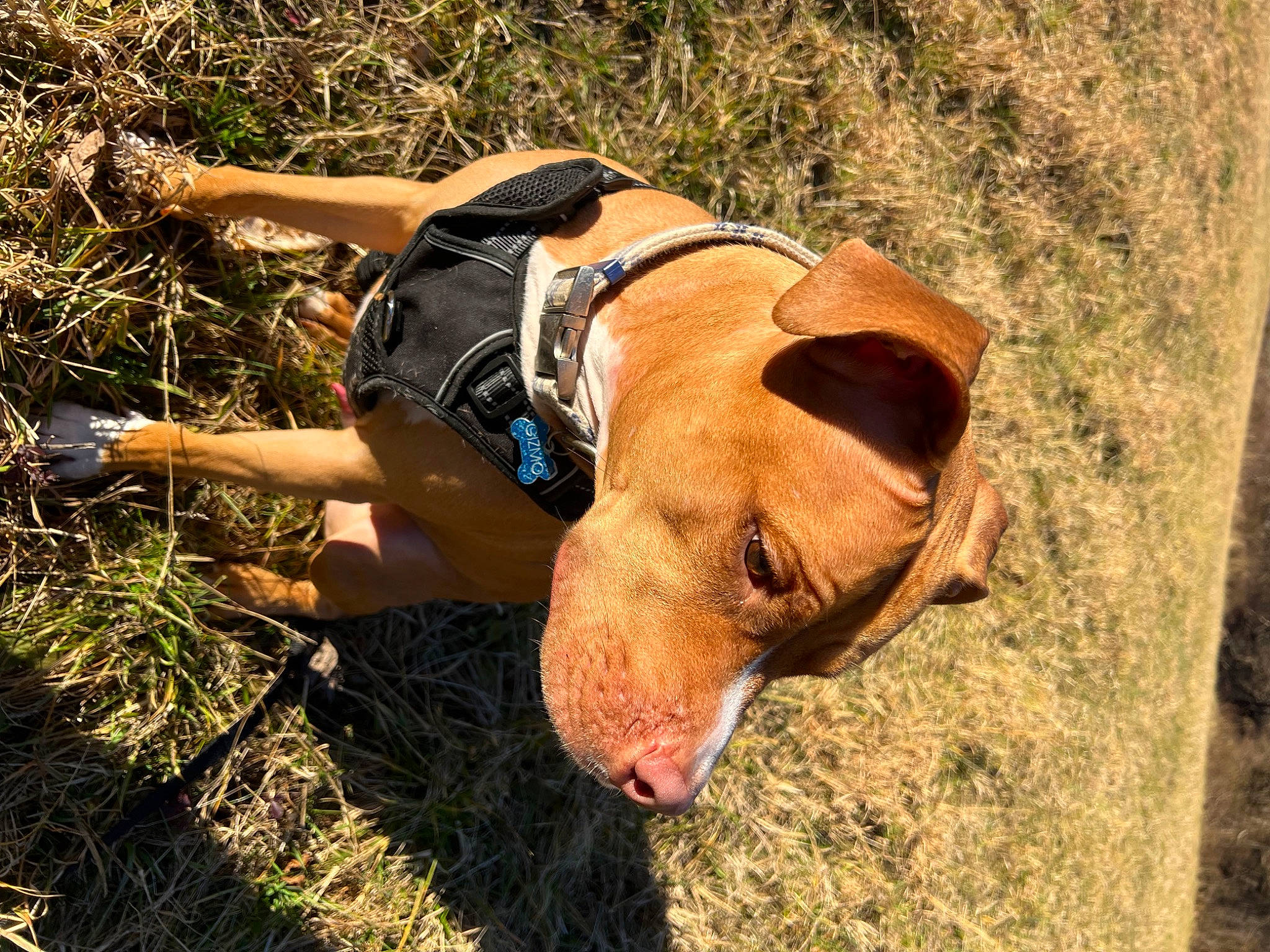 Gizmo is registered to the contest to win money with this photo: adventure, canidae, carnivore, collar, companion_dog, dog, dog_breed, dog_collar, dog_supply, fawn, grass, hound, liver, pet_supply, plant, snout, soil, sporting_group, terrestrial_animal, working_animal