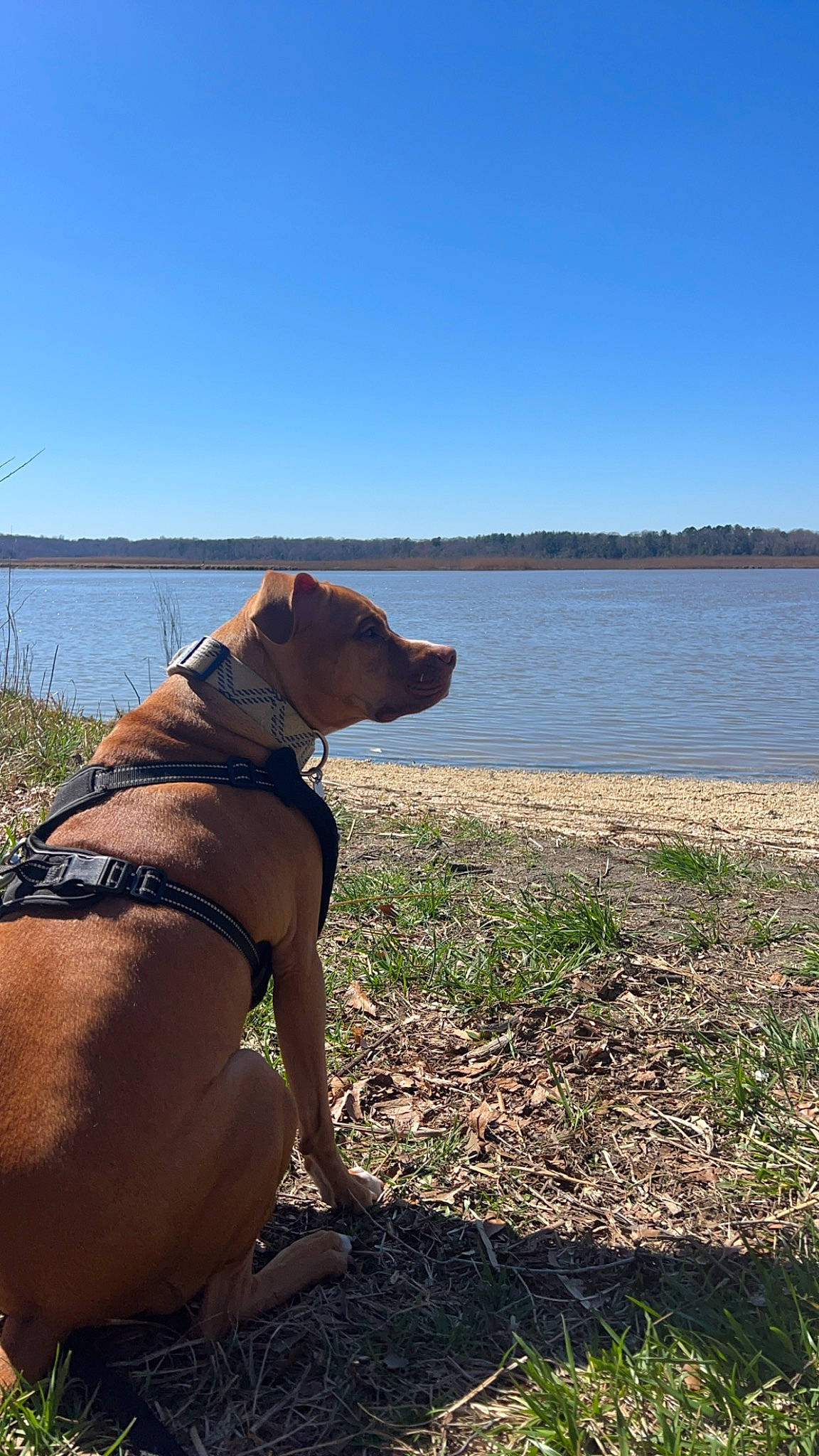 Gizmo is registered to the contest to win money with this photo: canidae, carnivore, collar, companion_dog, dog, dog_breed, dog_collar, fashion_accessory, fawn, grass, lake, landscape, leash, pet_supply, plant, sky, sporting_group, tail, water, working_animal