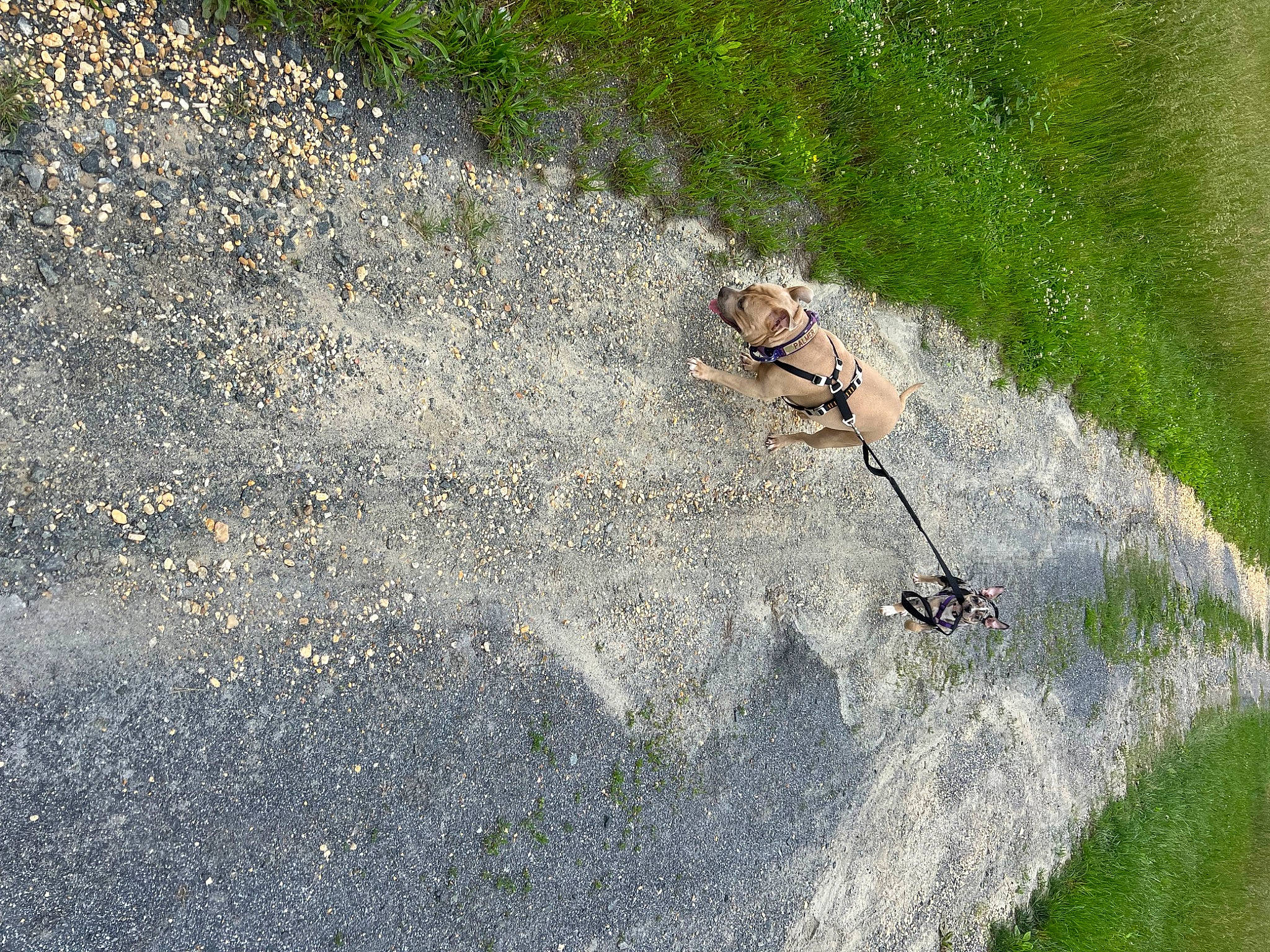 Storm is registered to the contest to win money with this photo: arthropod, asphalt, concrete, decapoda, grass, insect, invertebrate, landscape, parasite, pest, plant, reptile, road_surface, slope, soil, tar, terrestrial_animal, tree, wildlife, wood