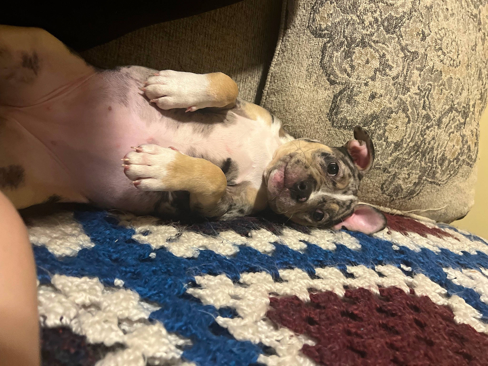 Storm is registered to the contest to win money with this photo: barefoot, carnivore, comfort, companion_dog, dog_breed, fawn, felidae, flooring, foot, human_leg, linens, mammal, paw, small_to_medium_sized_cats, snout, sporting_group, textile, toy, whiskers, wood