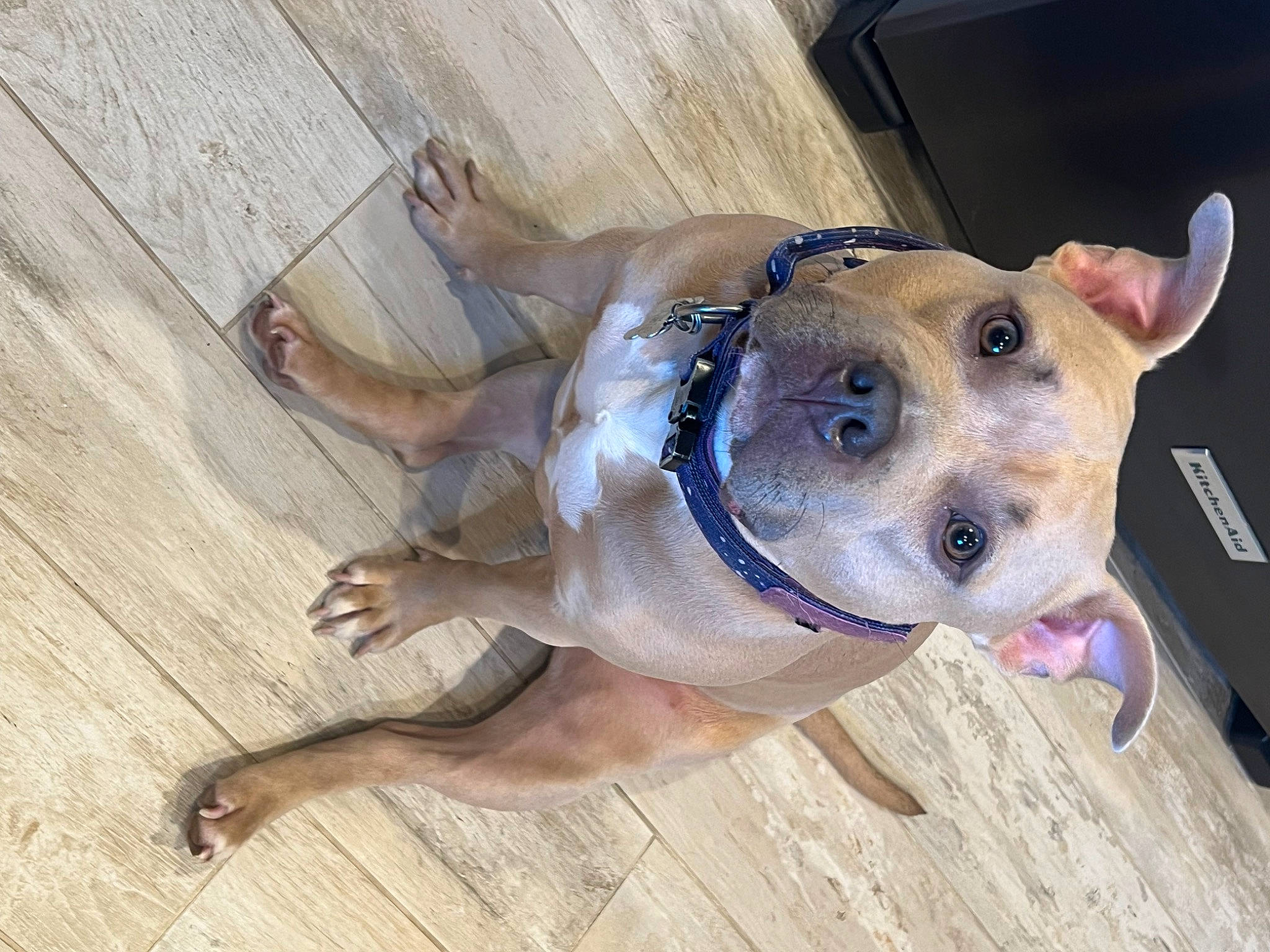 Rosie joined the competition — help win amazing prizes! canidae, carnivore, collar, companion_dog, dog, dog_breed, dog_clothes, dog_supply, fawn, flooring, hardwood, pet_supply, plank, snout, sporting_group, terrestrial_animal, whiskers, wood, wood_stain, working_animal