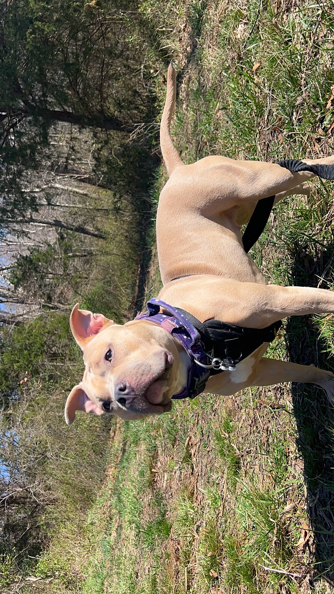 Rosie joined the competition — help win amazing prizes! barechested, canidae, carnivore, collar, companion_dog, dog, dog_breed, fawn, grass, leisure, mammal, plant, recreation, snout, sporting_group, tail, terrestrial_animal, tree, trunk, working_animal