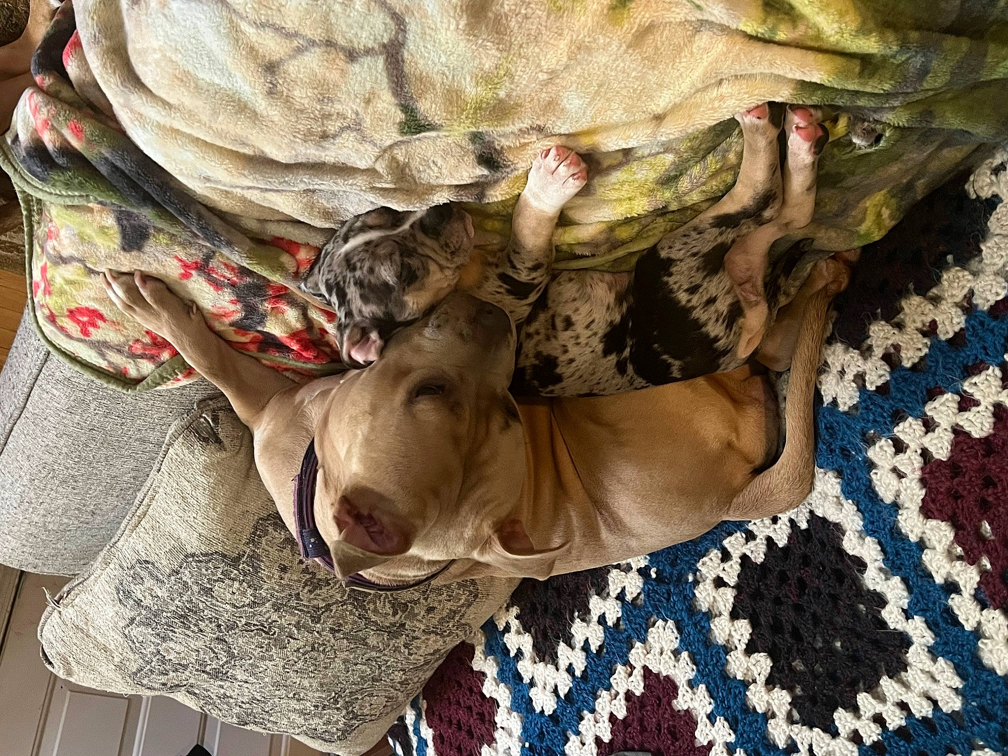 Rosie is registered to the contest to win money with this photo: canidae, carnivore, comfort, companion_dog, dog, dog_breed, fawn, felidae, human_leg, linens, nap, pattern, plant, sporting_group, textile, tree, trunk, wood, wrinkle