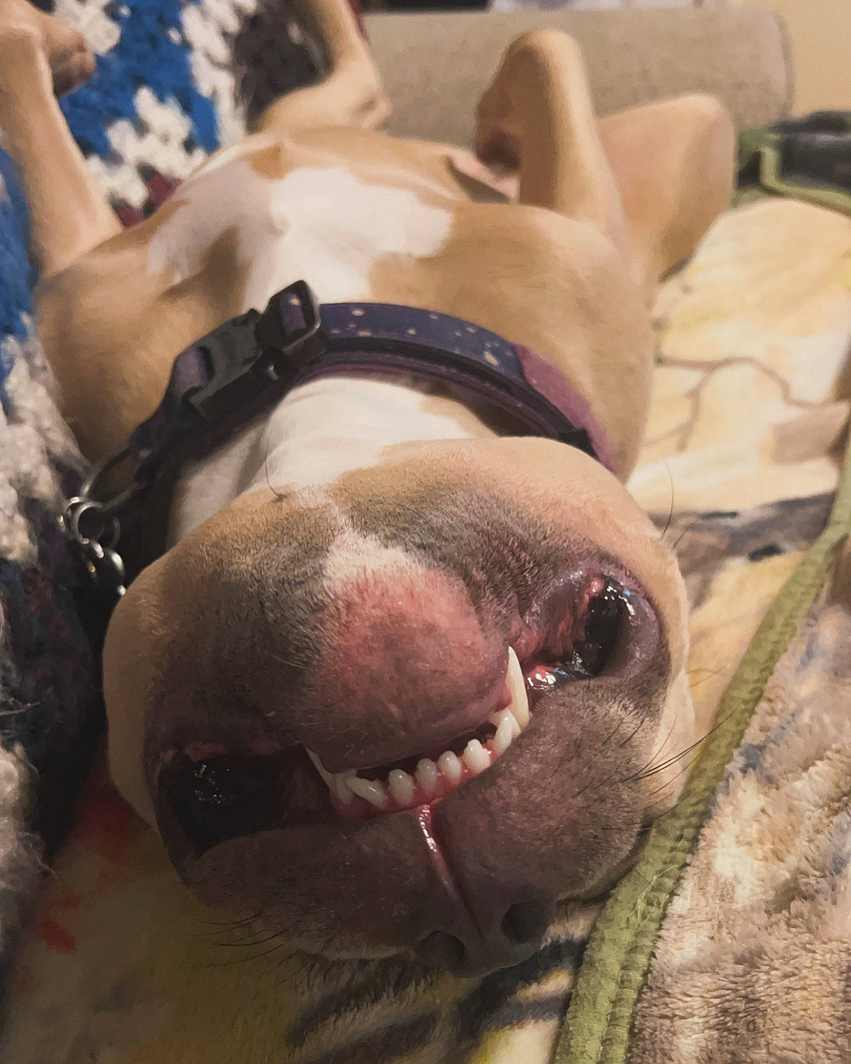 Rosie joined the competition — help win amazing prizes! canidae, carnivore, companion_dog, dog, dog_breed, fawn, flesh, fur, jaw, liver, non_sporting_group, pet_supply, snout, sporting_group, terrestrial_animal, whiskers, working_animal