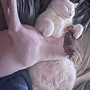 Snowey joined the competition — help win amazing prizes! cat, dog, sleeping, napping, bed, blanket, sheets, paws, white_cat, hairless_dog, cozy, indoor, cuddling, pets, relaxed, fur, skin, closeup, companion, blanket_texture