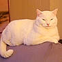 cat, white_cat, pet, animal, feline, indoor, couch, furniture, portrait, sleepy, chonky, whiskers, ears, tail, paw, domestic_cat, cozy, sitting, relaxed, home