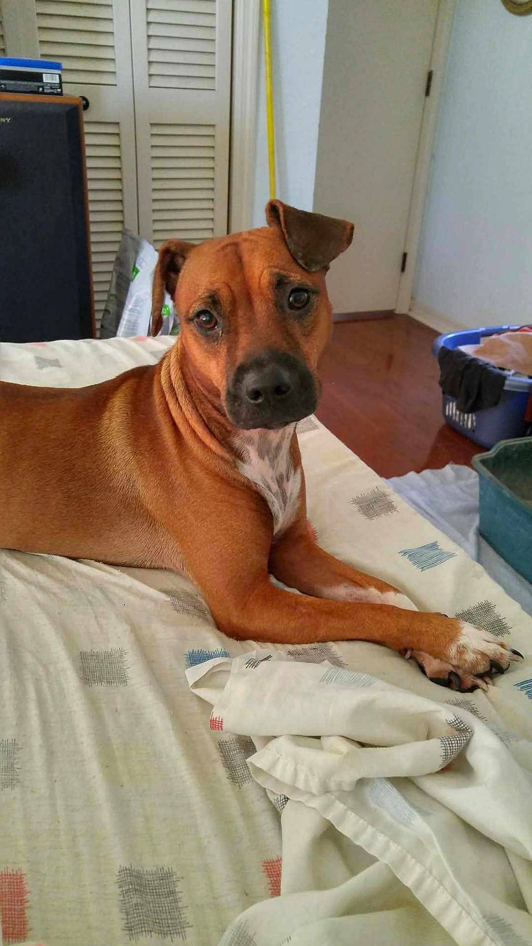 Brandy is registered to the contest to win money with this photo: dog, pet, brown_coat, white_chest, paws, bed, blanket, bedroom, indoor, lying_down, looking_at_camera, ears, nose, eyes, floor, laundry_basket, relaxed, portrait, domestic_animal, furniture