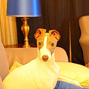 Milo is registered to the contest to win money with this photo: dog, whippet, pet, couch, living_room, lamp, pillow, blanket, indoor, furniture, ears, eyes, muzzle, portrait, cozy, home, upholstery, attention, sitting, blanket_fold