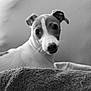 Milo joined the competition — help win amazing prizes! dog, pet, canine, whippet, portrait, black_and_white, monochrome, close_up, indoor, blanket, sofa, fur, eyes, nose, ears, whiskers, shallow_depth_of_field, curious, relaxed, home