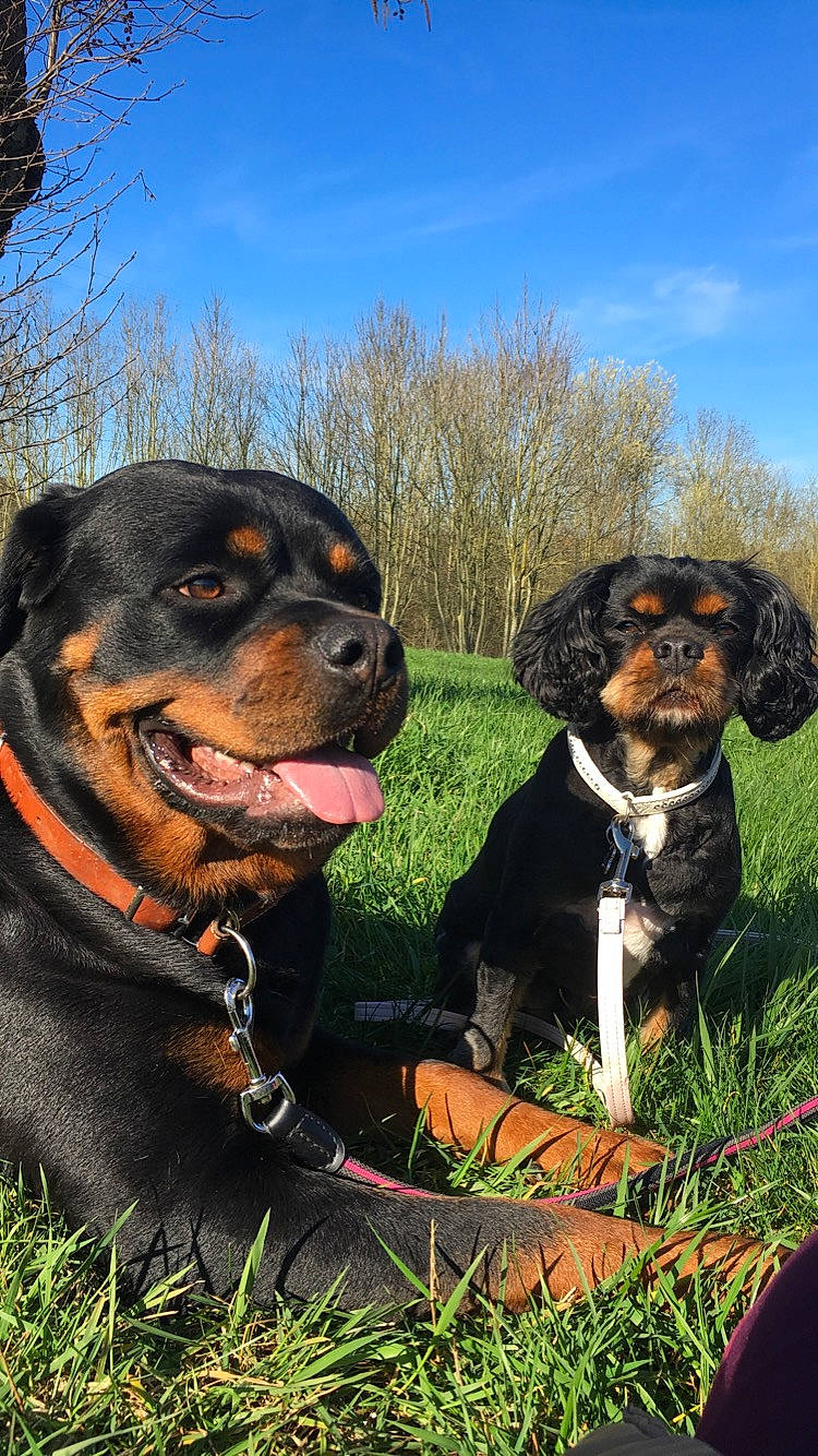 Enjoy participe au concours pour gagner de l'argent avec cette photo : austrian_black_and_tan_hound, canidae, carlin_pinscher, carnivore, companion_dog, dog, dog_breed, entlebucher_mountain_dog, hunting_dog, mammal, molosser, rare_breed_dog, rottweiler, snout, sporting_group, vertebrate, working_dog