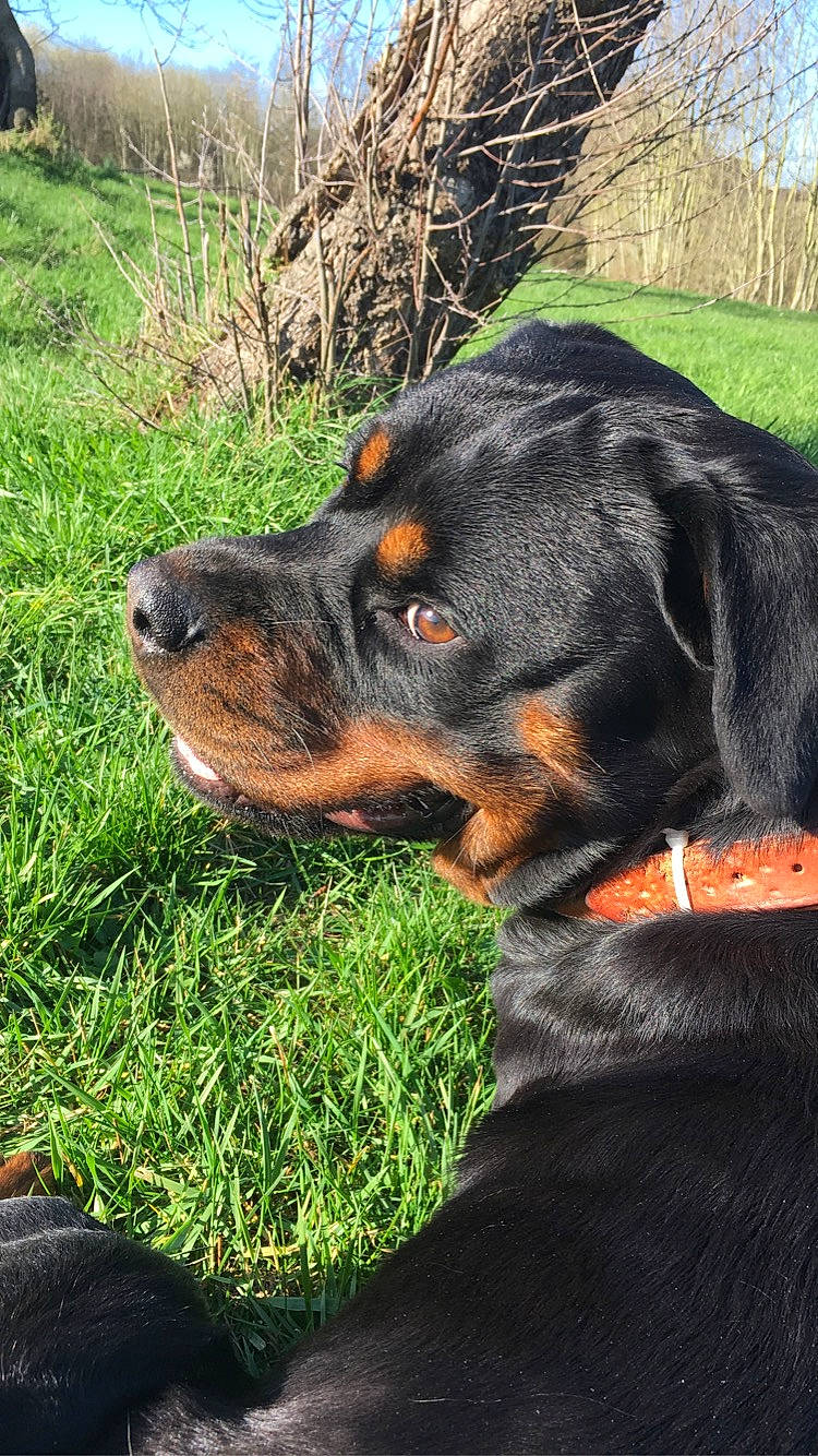 Enjoy participe au concours pour gagner de l'argent avec cette photo : austrian_black_and_tan_hound, canidae, carlin_pinscher, carnivore, dog, dog_breed, fawn, huntaway, hunting_dog, mammal, molosser, polish_hunting_dog, rare_breed_dog, rottweiler, smaland_hound, snout, sporting_group, transylvanian_hound, vertebrate, working_dog