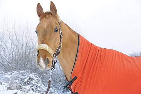 Evi a rejoint le concours — aidez-le/la à gagner de superbes lots ! bridle, halter, horse, horse_grooming, horse_harness, horse_supplies, horse_tack, liver, mammal, mane, mare, mustang_horse, neck, pack_animal, rein, snout, snow, sorrel, stallion