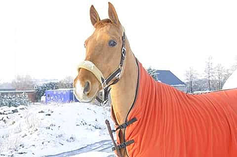 Evi a rejoint le concours — aidez-le/la à gagner de superbes lots ! bridle, halter, horse, horse_harness, horse_supplies, horse_tack, liver, livestock, mammal, mane, mare, mustang_horse, neck, pack_animal, rein, snout, snow, sorrel, stallion, vertebrate