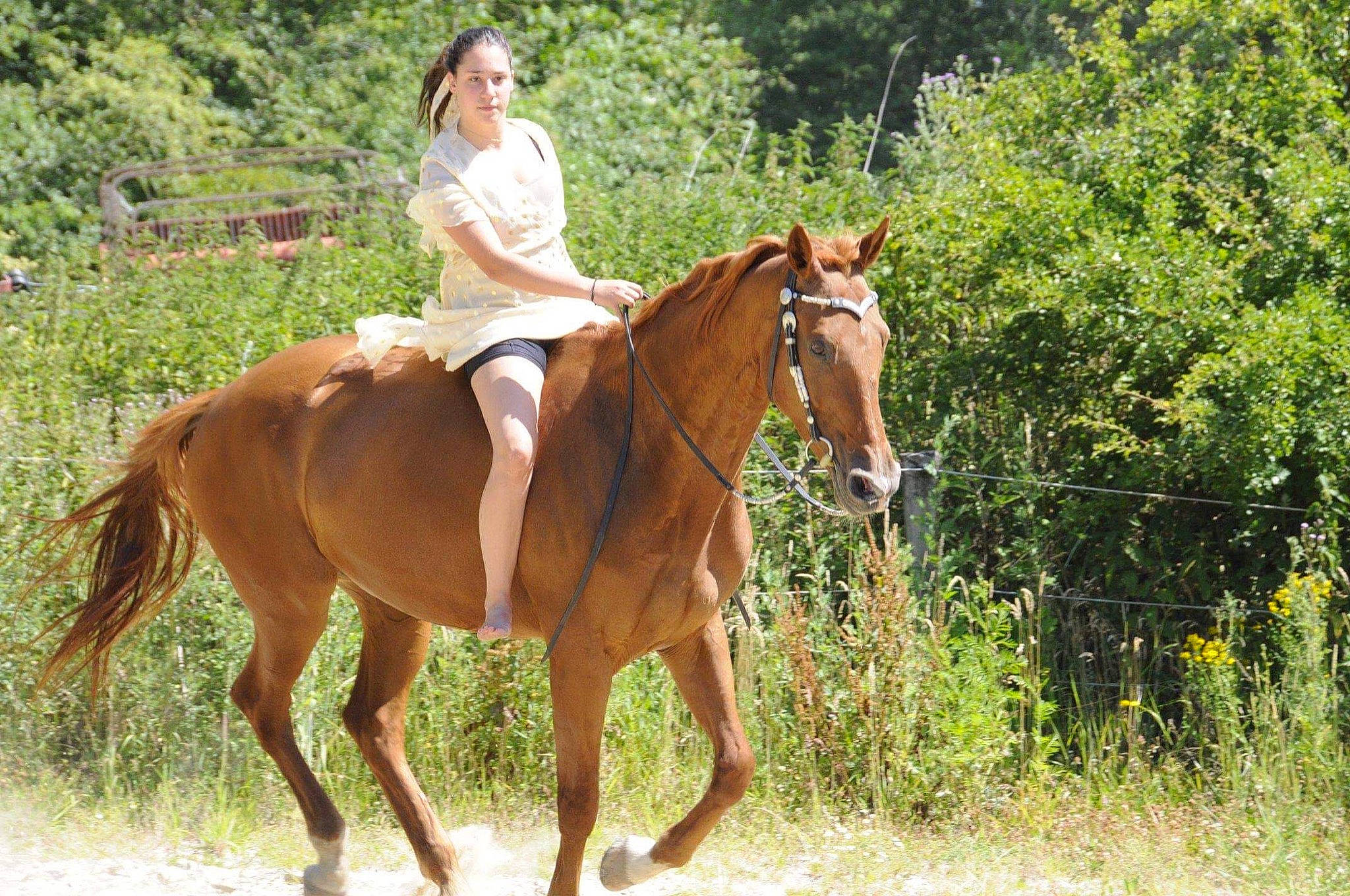 Evi a rejoint le concours — aidez-le/la à gagner de superbes lots ! animal_sports, bridle, equestrian_sport, equestrianism, halter, horse, horse_supplies, horse_tack, mammal, mane, mare, mustang_horse, outdoor_recreation, recreation, rein, saddle, sorrel, stallion, vertebrate, western_riding