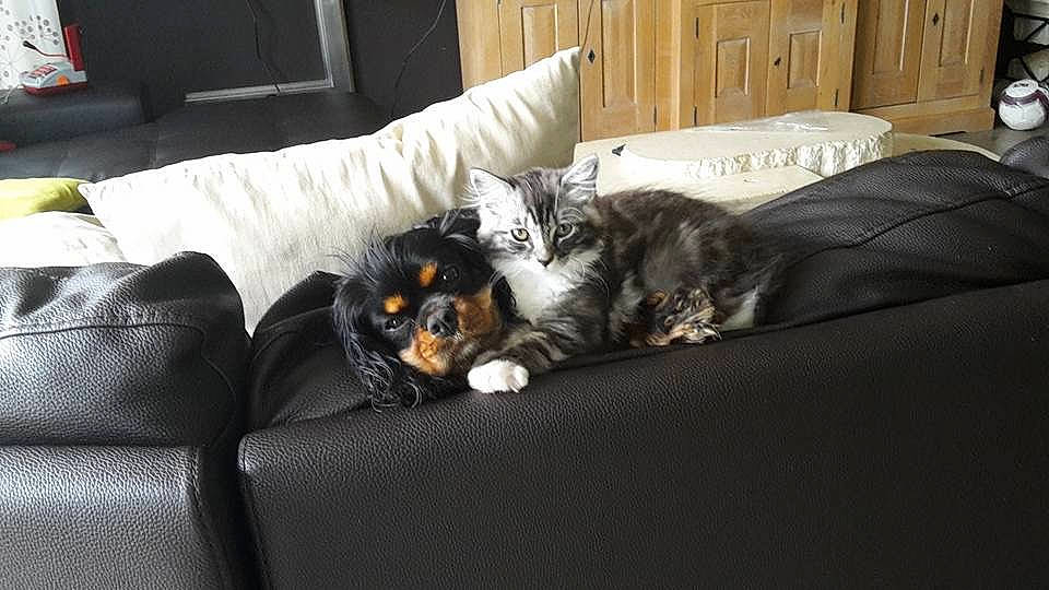 Garfild a rejoint le concours — aidez-le/la à gagner de superbes lots ! american_shorthair, canidae, carnivore, cat, comfort, companion_dog, couch, dog_breed, felidae, furniture, kitten, paw, small_to_medium_sized_cats, sporting_group, whiskers