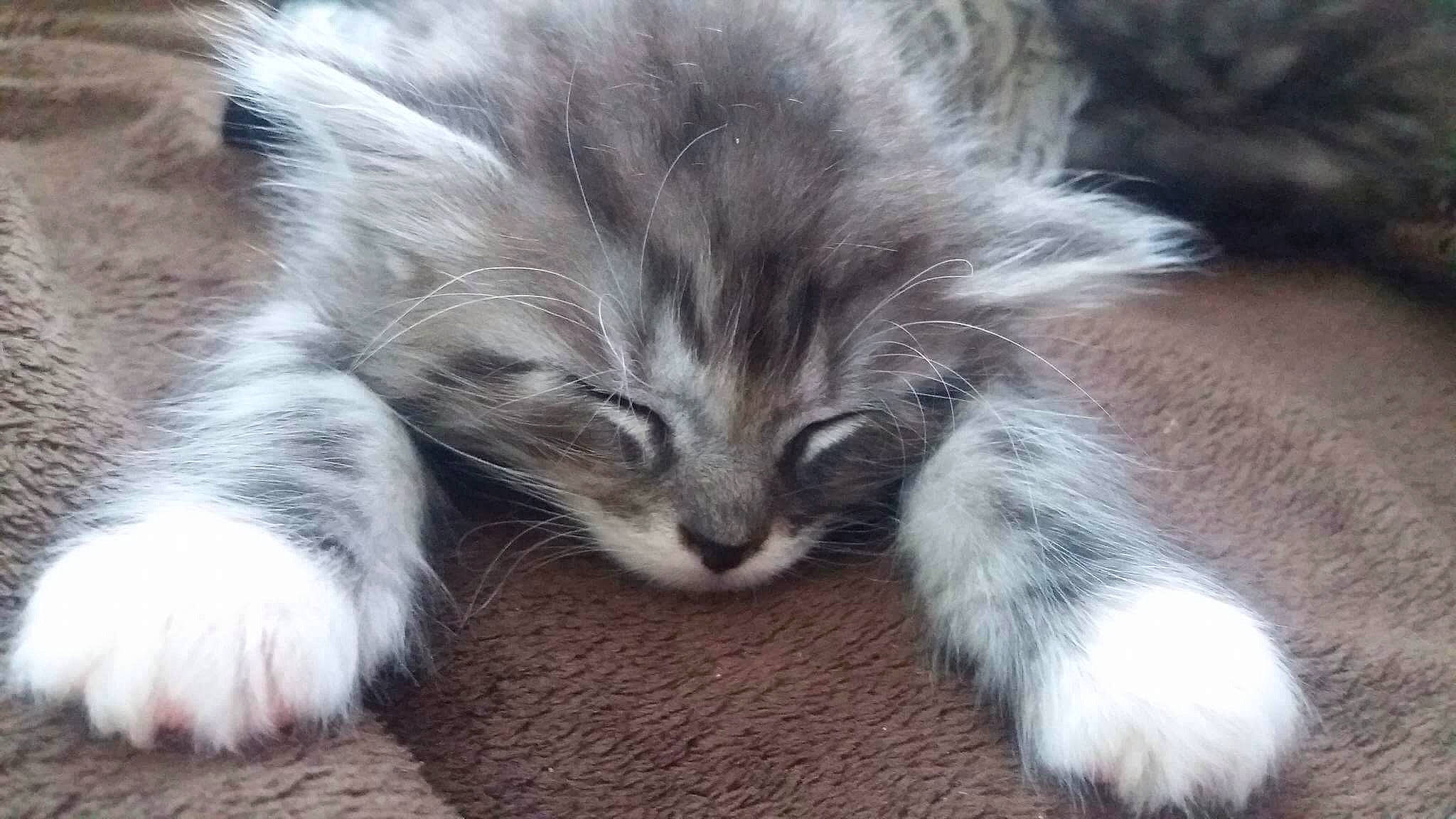 Garfild participe au concours pour gagner de l'argent avec cette photo : american_curl, asian_semi_longhair, carnivore, cat, claw, domestic_long_haired_cat, ear, felidae, fur, kitten, nap, norwegian_forest_cat, oriental_longhair, paw, polydactyl_cat, ragamuffin, siberian, small_to_medium_sized_cats, tail, whiskers