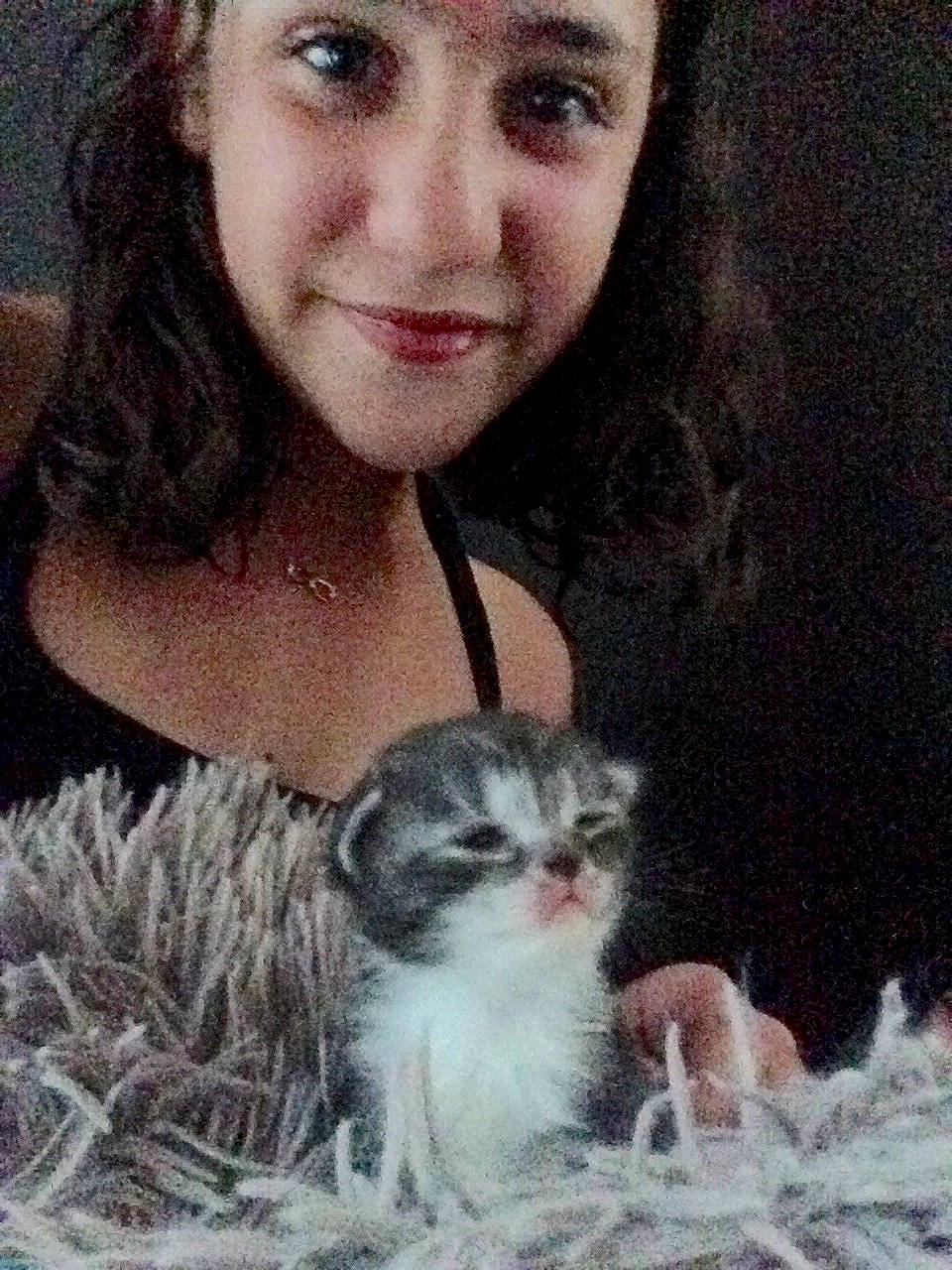 Garfild a rejoint le concours — aidez-le/la à gagner de superbes lots ! american_curl, carnivore, cat, european_shorthair, felidae, fur, kitten, munchkin, norwegian_forest_cat, nose, siberian, skin, small_to_medium_sized_cats, smile, whiskers