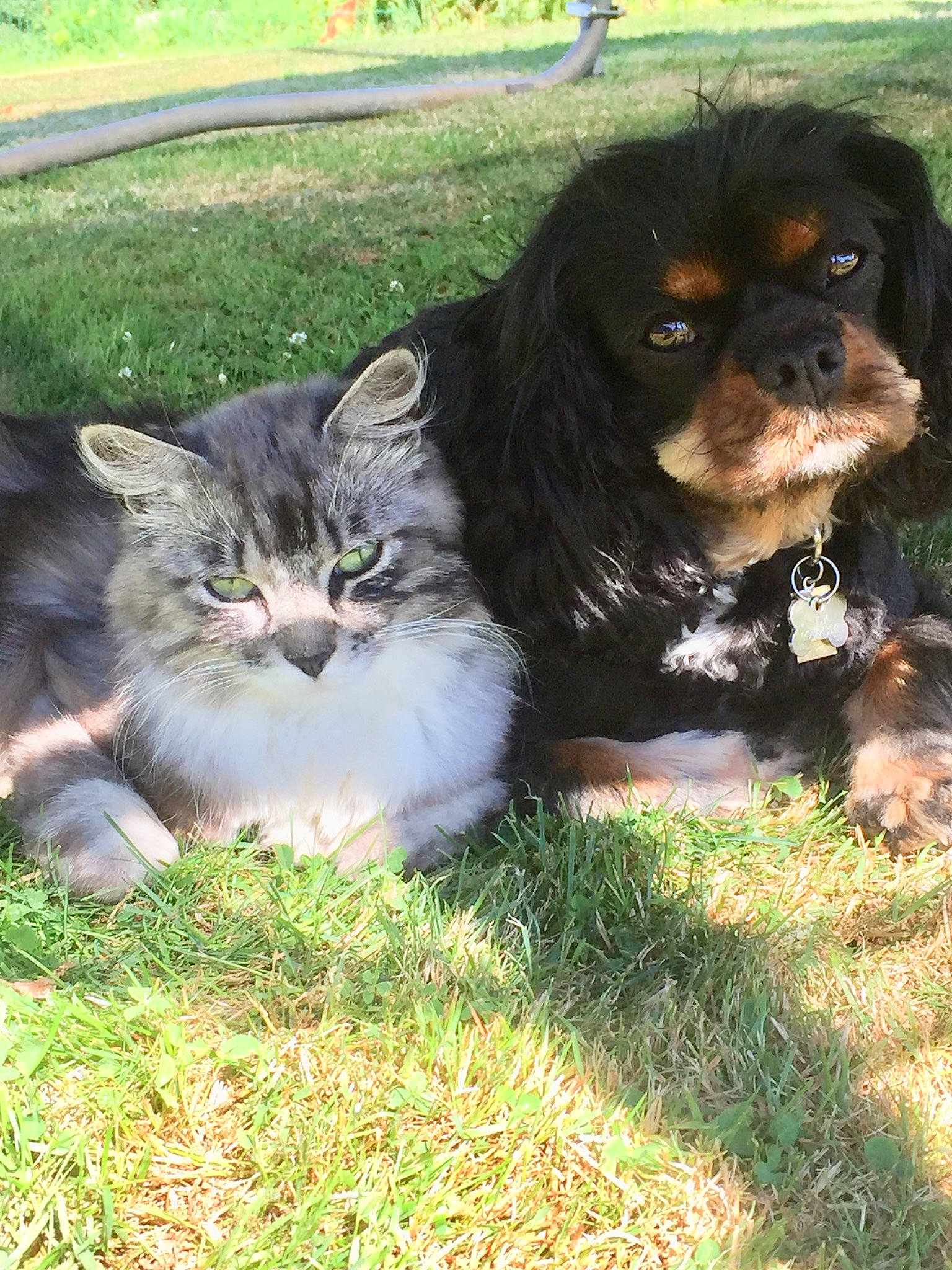 Garfild participe au concours pour gagner de l'argent avec cette photo : american_cocker_spaniel, canidae, carnivore, cavalier_king_charles_spaniel, cocker_spaniel, companion_dog, dog, dog_breed, english_cocker_spaniel, grass, king_charles_spaniel, mammal, rare_breed_dog, spaniel, sporting_group, vertebrate