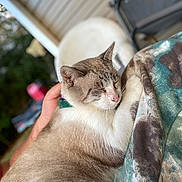 Mello is registered to the contest to win money with this photo: cat, animal, pet, resting, sleeping, fur, whiskers, collar, hand, person, lap, blanket, outdoor, chair, wood, blurred_background, natural_light, cozy, relaxed, comfort