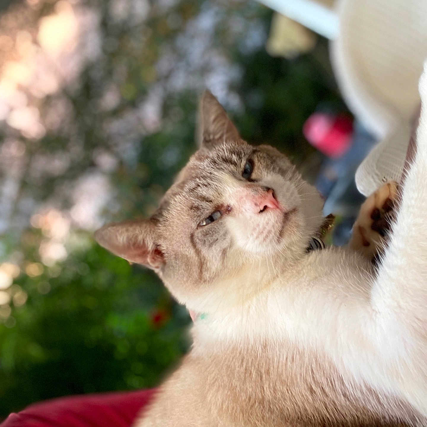 Mello