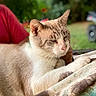 cat, animal, pet, feline, resting, paws, blanket, outdoor, garden, blurred_background, fur, whiskers, relaxed, person_partial, red_shirt, nature, close_up, soft_light, comfort, domestic
