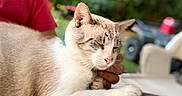 Mello is registered to the contest to win money with this photo: animal, blurred_background, calm, cat, close_up, domestic_animal, feline, gray_fur, greenery, hand, outdoor, peaceful, person, pet, portrait, red_shirt, resting, soft_light, table, white_fur