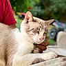 Mello is registered to the contest to win money with this photo: cat, animal, pet, resting, hand, person, red_shirt, outdoor, blurred_background, greenery, table, white_fur, gray_fur, close_up, peaceful, domestic_animal, feline, soft_light, calm, portrait