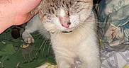 Mello is registered to the contest to win money with this photo: cat, hand, petting, blanket, bed, indoor, feline, resting, comfort, animal, domestic, closeup, whiskers, paws, sleepy, collar, human, warm, cute, relaxed