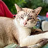 Mello joined the competition — help win amazing prizes! cat, animal, pet, feline, fur, whiskers, ears, blue_eyes, relaxed, resting, soft_fur, outdoor, greenery, blurred_background, person, red_shirt, table, daylight, close_up, portrait