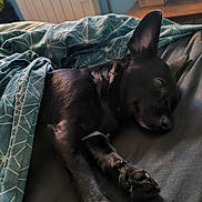 Tahiti a rejoint le concours — aidez-le/la à gagner de superbes lots ! dog, black_dog, bed, blanket, indoor, resting, relaxed, paw, fur, cozy, sleepy, comfort, home, animal, pet, canine, quiet, still_life, soft_light, furniture