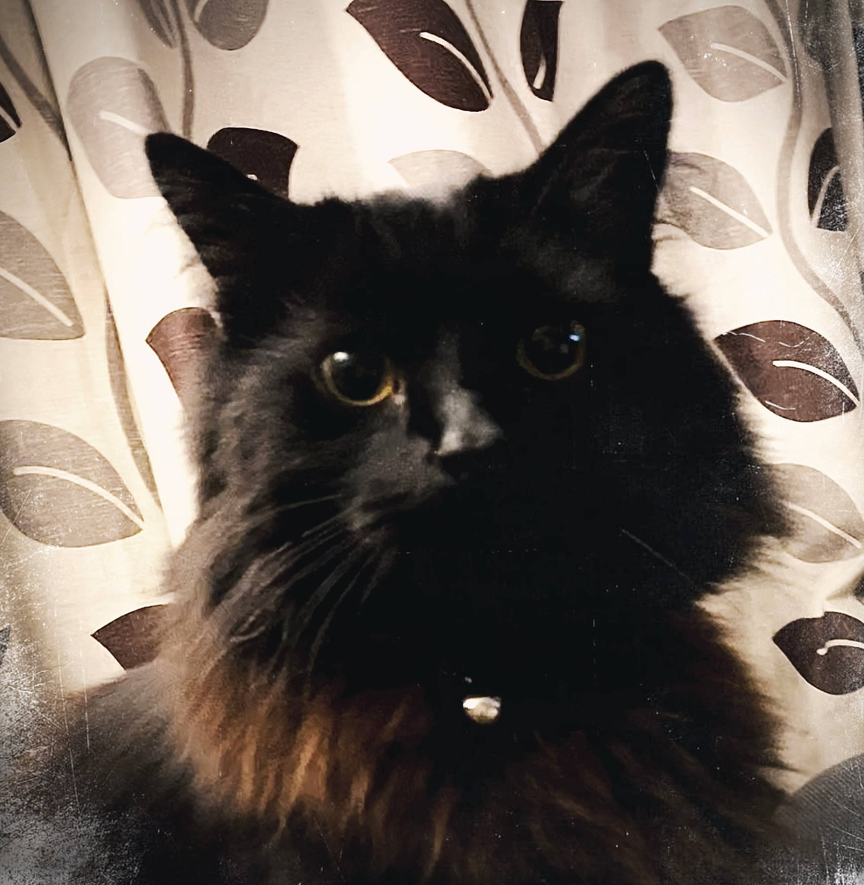 Hurley is registered to the contest to win money with this photo: black, black_and_white, black_cat, carnivore, cat, domestic_long_haired_cat, domestic_short_haired_cat, ear, eye, felidae, fur, kitten, mammal, nebelung, norwegian_forest_cat, small_to_medium_sized_cats, snout, tail, whiskers