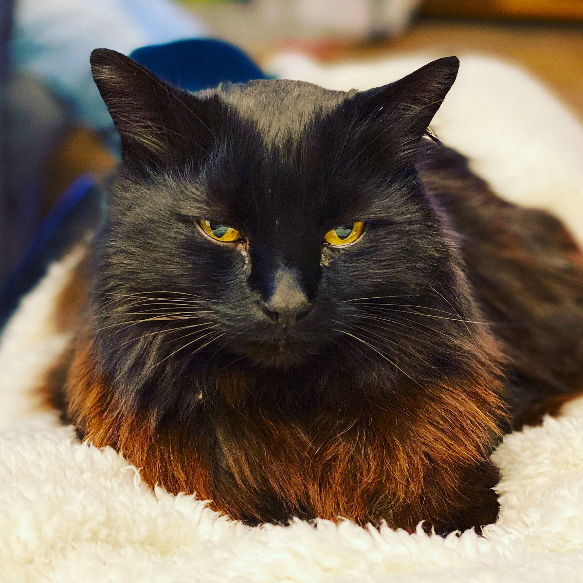 Hurley joined the competition — help win amazing prizes! asian, black, black_cat, bombay, carnivore, cat, cymric, domestic_long_haired_cat, domestic_short_haired_cat, eye, felidae, fur, mammal, nebelung, norwegian_forest_cat, small_to_medium_sized_cats, vertebrate, whiskers