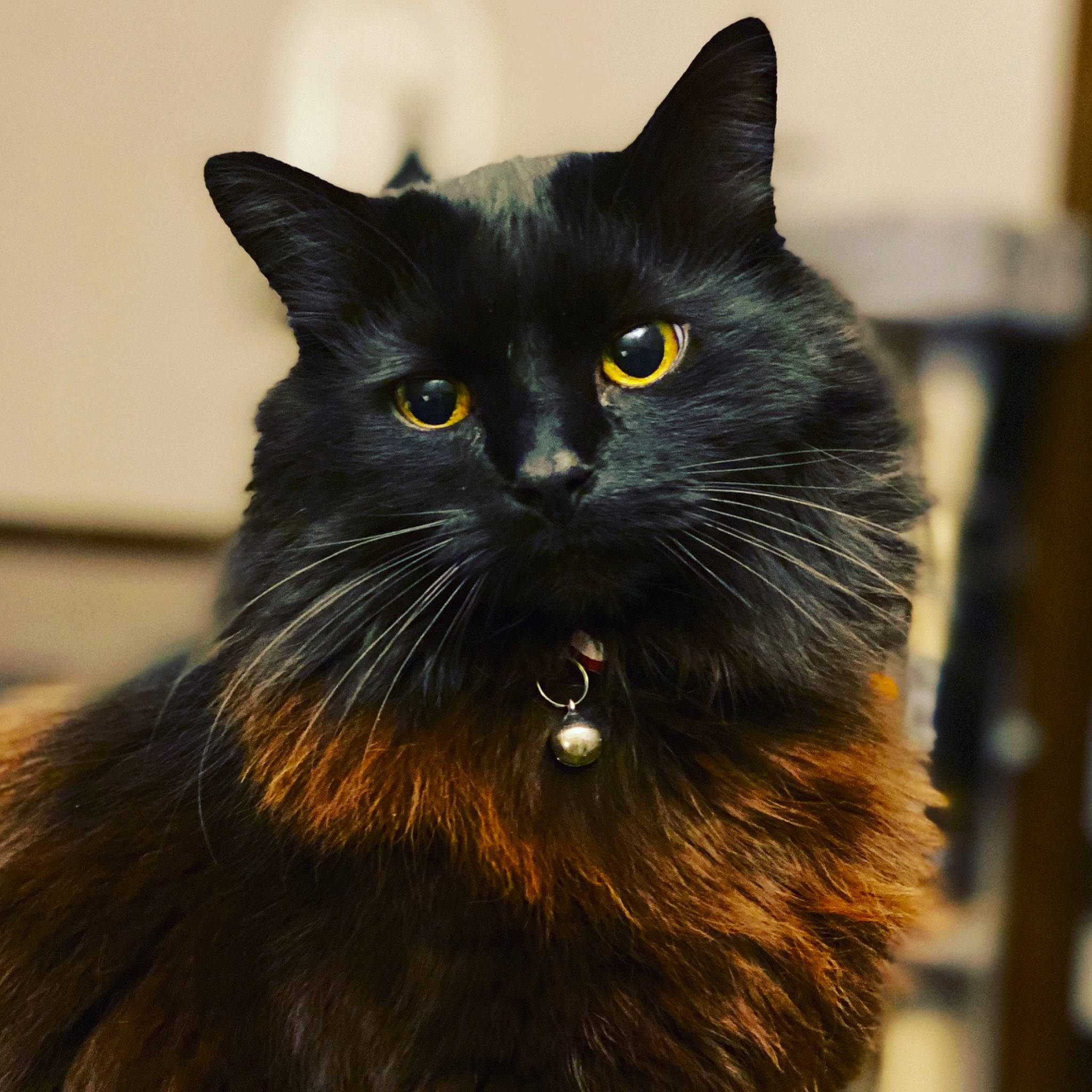 Hurley is registered to the contest to win money with this photo: asian, asian_semi_longhair, black_cat, bombay, british_semi_longhair, burmese, carnivore, cat, domestic_long_haired_cat, domestic_short_haired_cat, eye, felidae, mammal, nebelung, norwegian_forest_cat, small_to_medium_sized_cats, snout, vertebrate, whiskers