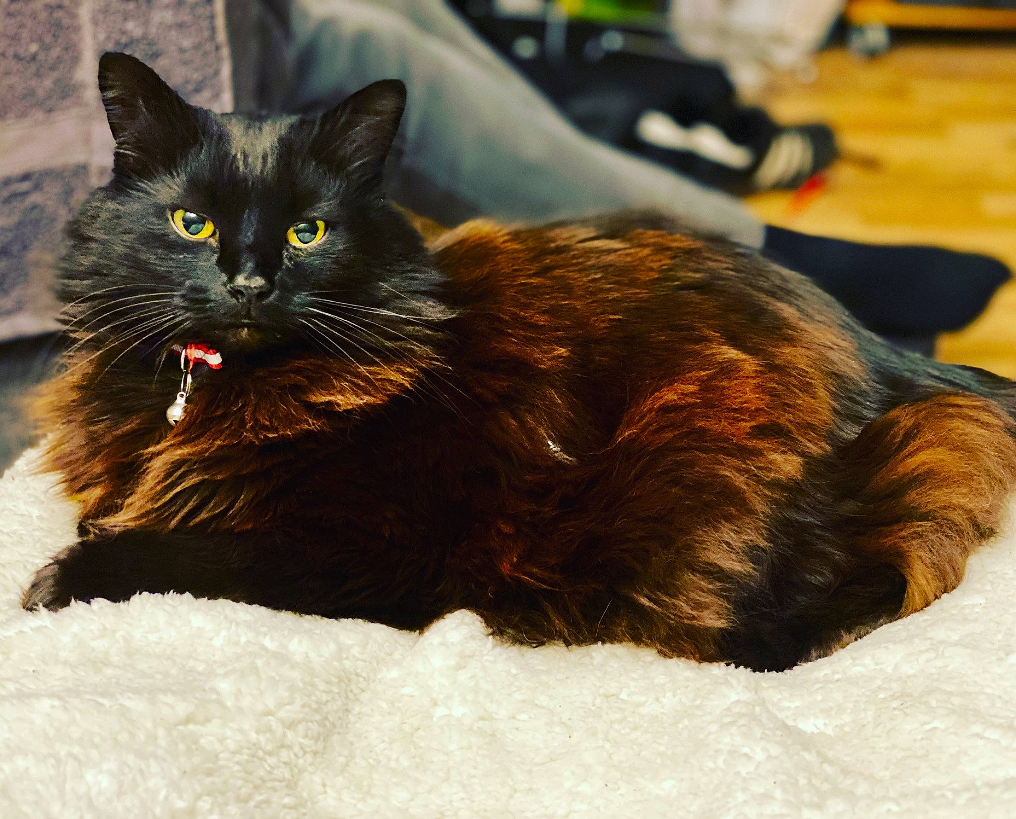 Hurley is registered to the contest to win money with this photo: asian, asian_semi_longhair, black_cat, british_semi_longhair, carnivore, cat, claw, cymric, domestic_long_haired_cat, domestic_short_haired_cat, eye, felidae, fur, kitten, maine_coon, mammal, norwegian_forest_cat, small_to_medium_sized_cats, vertebrate, whiskers
