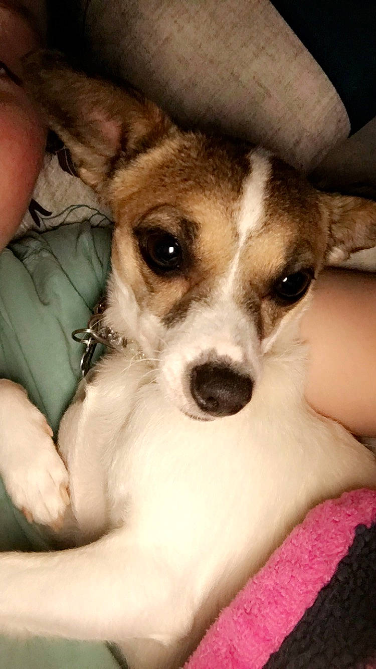 Cloe joined the competition — help win amazing prizes! canidae, carnivore, comfort, companion_dog, dog, dog_breed, ear, fawn, fur, non_sporting_group, puppy, puppy_love, snout, sporting_group, terrier, toy_dog, whiskers, working_animal