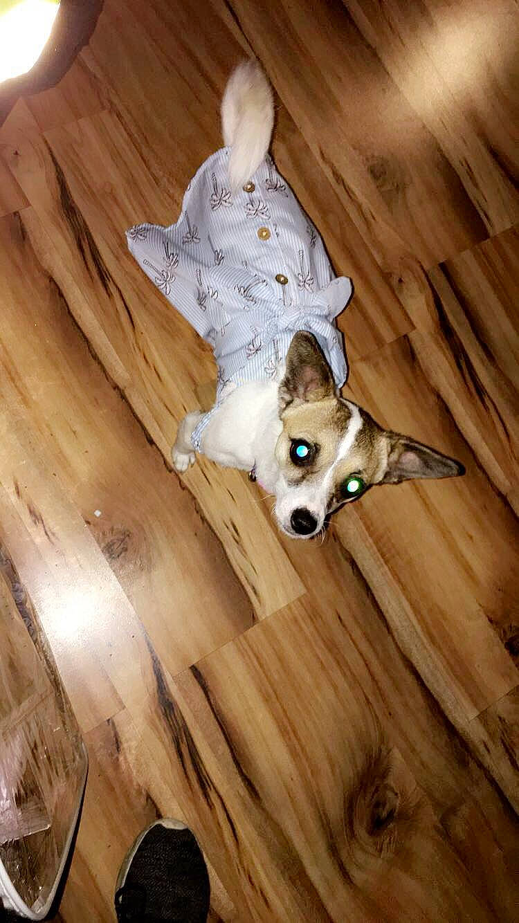 Cloe joined the competition — help win amazing prizes! canidae, carnivore, companion_dog, dog, dog_breed, fawn, floor, flooring, fur, hardwood, laminate_flooring, snout, sporting_group, tail, varnish, whiskers, wood, wood_flooring, wood_stain, working_animal