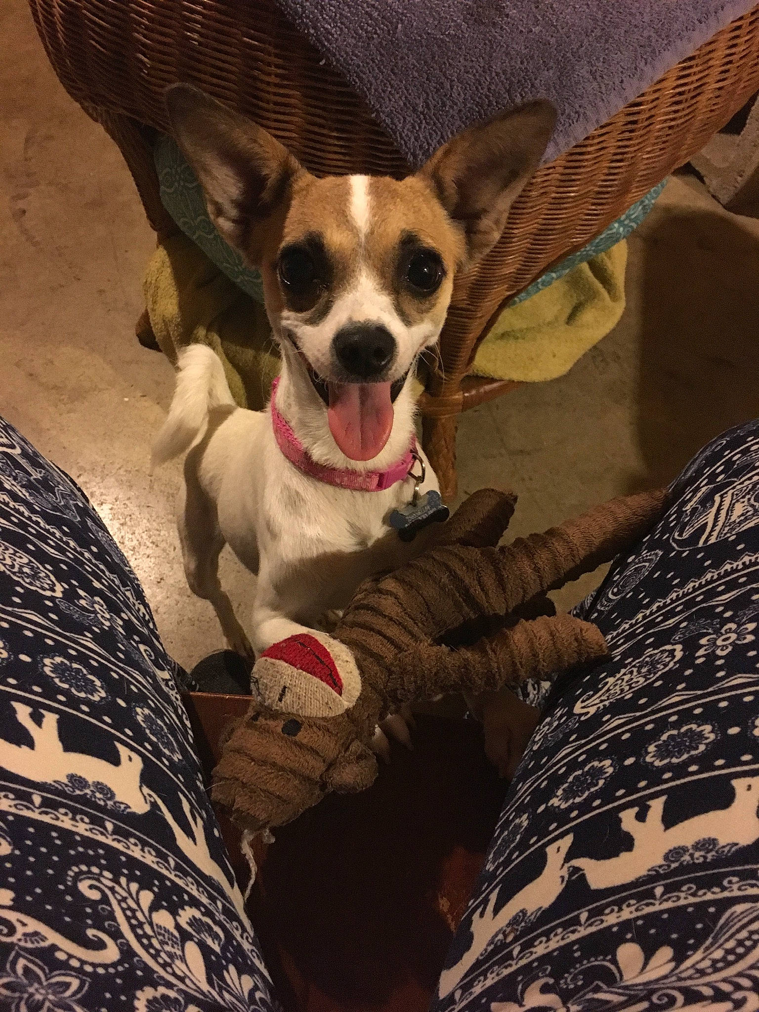 Cloe is registered to the contest to win money with this photo: brown, carnivore, chihuahua, comfort, companion_dog, dog, dog_breed, dog_clothes, dog_supply, eye, eyewear, fawn, snout, sporting_group, sunglasses, toy_dog, vision_care, whiskers, wood, working_animal