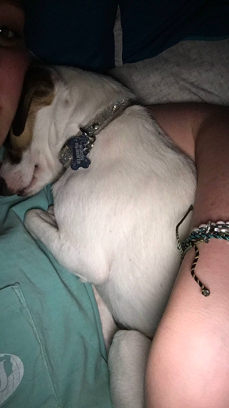 Cloe joined the competition — help win amazing prizes! abdomen, barechested, body_jewelry, carnivore, chest, collar, comfort, companion_dog, dog, dog_breed, elbow, fashion_accessory, fawn, human_leg, jewellery, sporting_group, thigh, trunk, working_animal, wrist