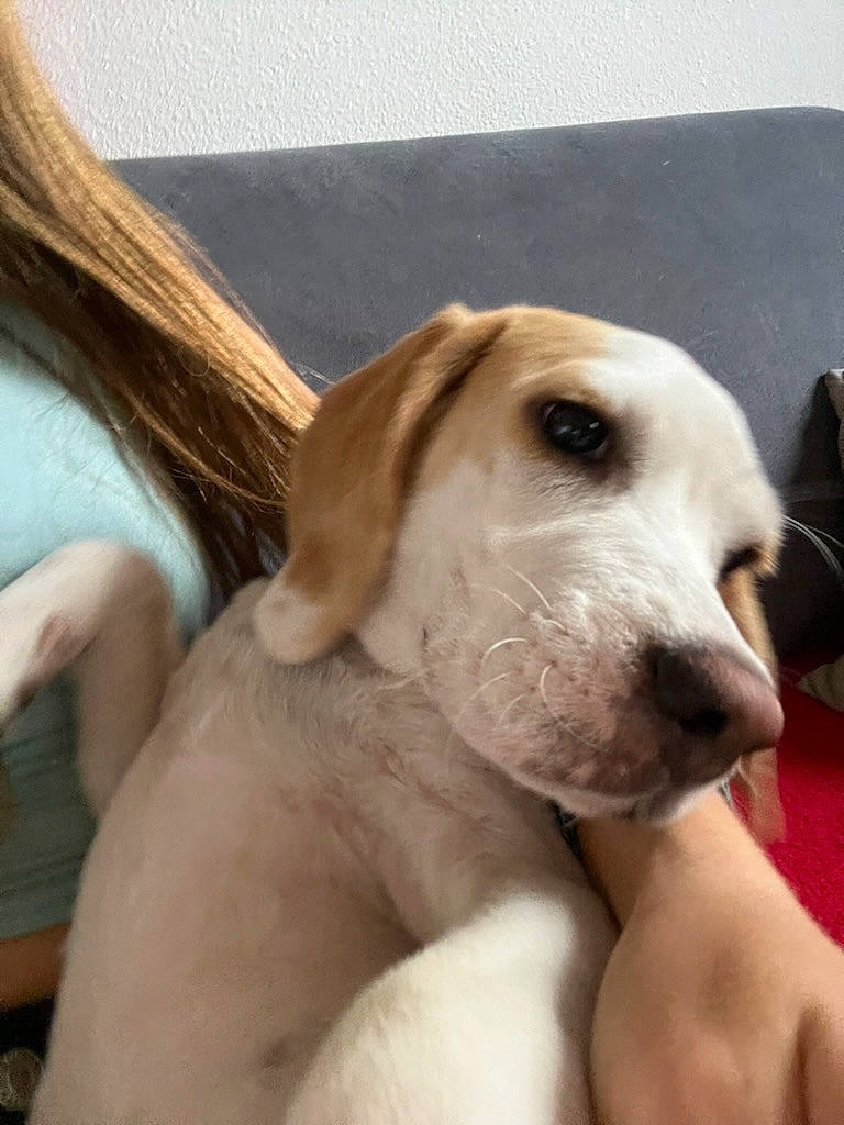 Uska a rejoint le concours — aidez-le/la à gagner de superbes lots ! canidae, carnivore, collar, companion_dog, dog, dog_breed, dog_collar, ear, fawn, fur, gun_dog, labrador_retriever, non_sporting_group, pet_supply, puppy_love, retriever, snout, sporting_group, whiskers, working_animal