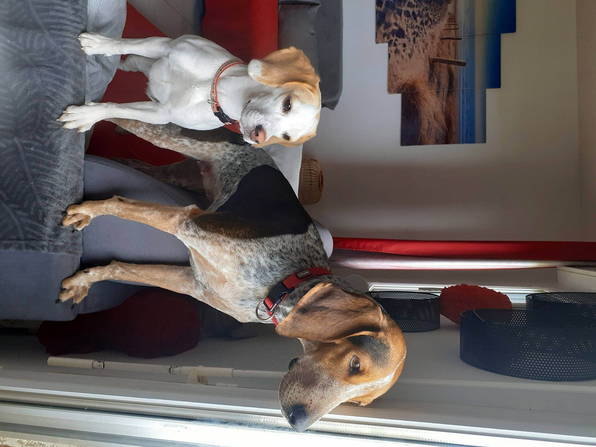 Uska participe au concours pour gagner de l'argent avec cette photo : art, canidae, carnivore, comfort, companion_dog, dog, dog_breed, fawn, felidae, fur, non_sporting_group, picture_frame, room, sculpture, sporting_group, tail, toy, wood