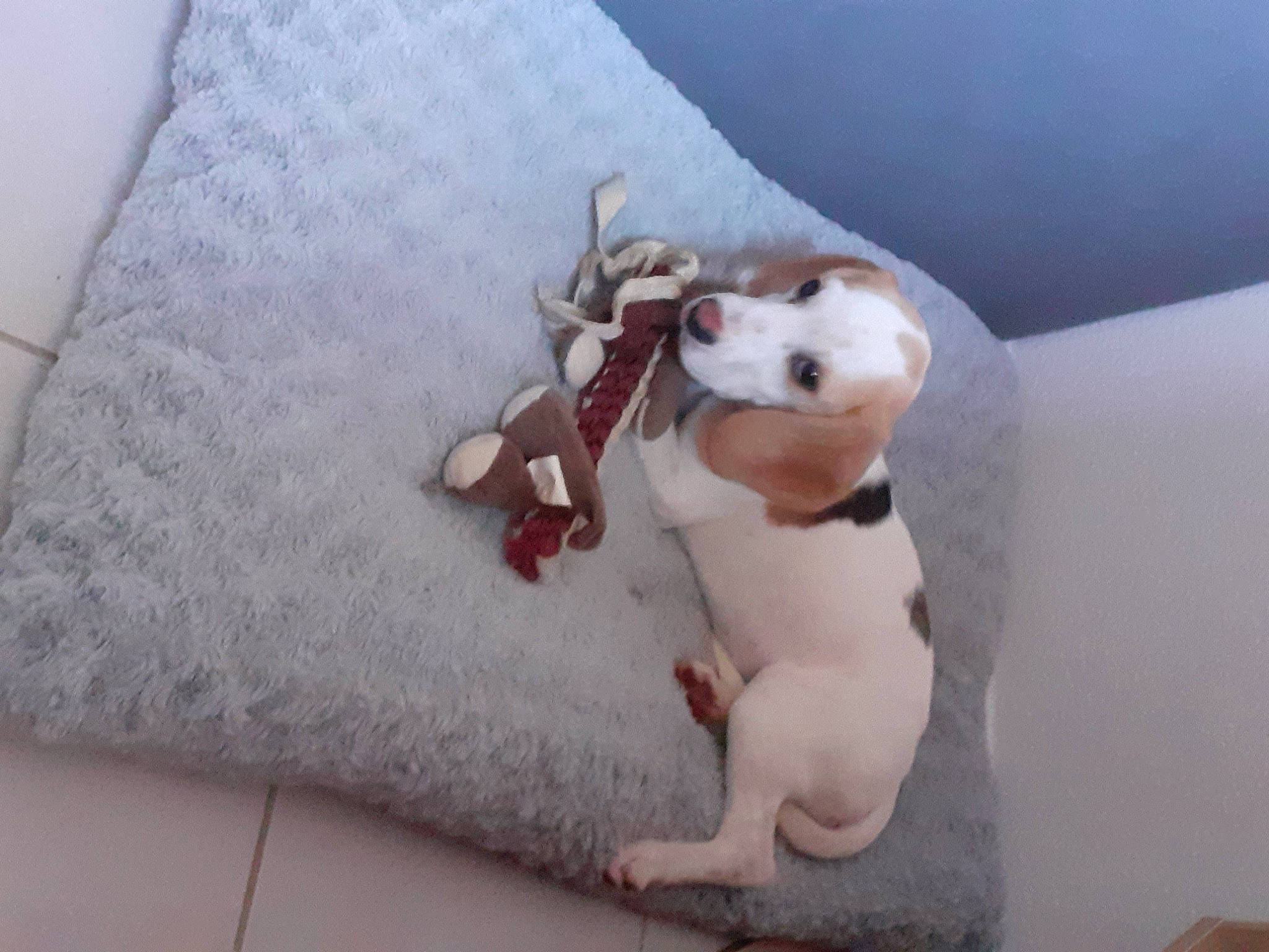 Uska participe au concours pour gagner de l'argent avec cette photo : carmine, comfort, companion_dog, doll, fawn, felidae, fur, grey, linens, paw, plush, room, small_to_medium_sized_cats, stuffed_toy, tail, teddy_bear, textile, toy, trunk, whiskers