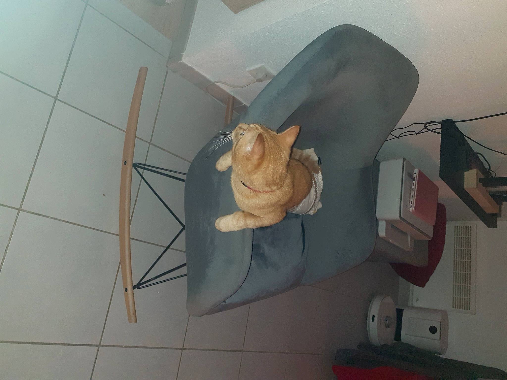 Biscotte participe au concours pour gagner de l'argent avec cette photo : art, ceiling, circle, comfort, flooring, machine, room, sculpture, stuffed_toy, tail, tile, toy, wood