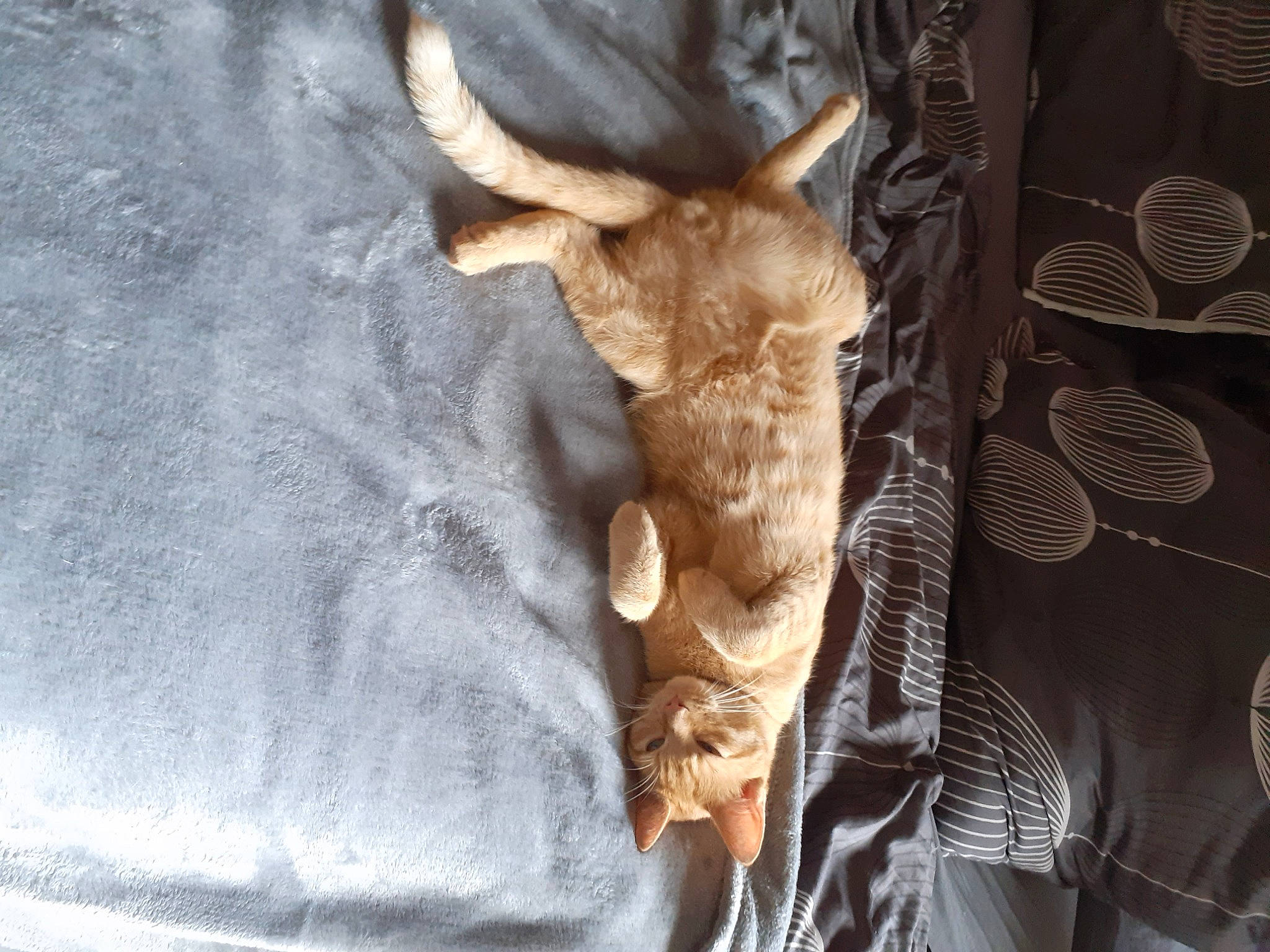 Biscotte participe au concours pour gagner de l'argent avec cette photo : brown, carnivore, claw, comfort, dog_breed, fashion_accessory, fawn, felidae, fur, gesture, human_leg, linens, liver, military_camouflage, pattern, small_to_medium_sized_cats, sporting_group, tail, whiskers, wood